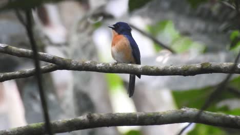 Un-Pájaro-Papamoscas-Gusano-Adulto-Está-Posado-En-Una-Rama-De-árbol