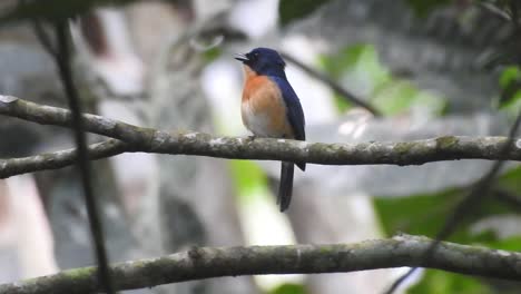 un pájaro cazaflies adulto está posado en una rama de un árbol
