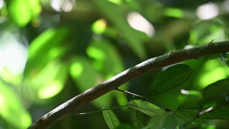 una rama en la espesura del bosque utilizada por los pájaros como percha, esta filmación de la naturaleza también revela el movimiento de las hojas en el fondo creando un hermoso bokeh verde del bosque