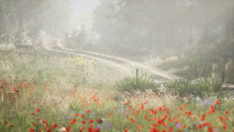 sunbeams entering coniferous stand on a misty summer morning