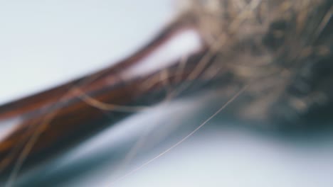 motion past oval brush covered with hair on grey background