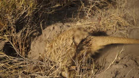 Meerkat-digging-its-hole,-kicks-up-much-dust