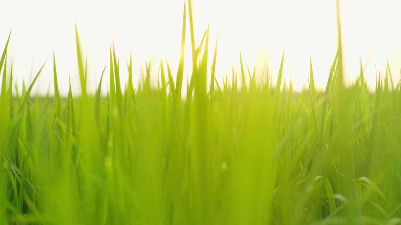 아침 슬로우 모션으로 바람에 날리는 녹색 논