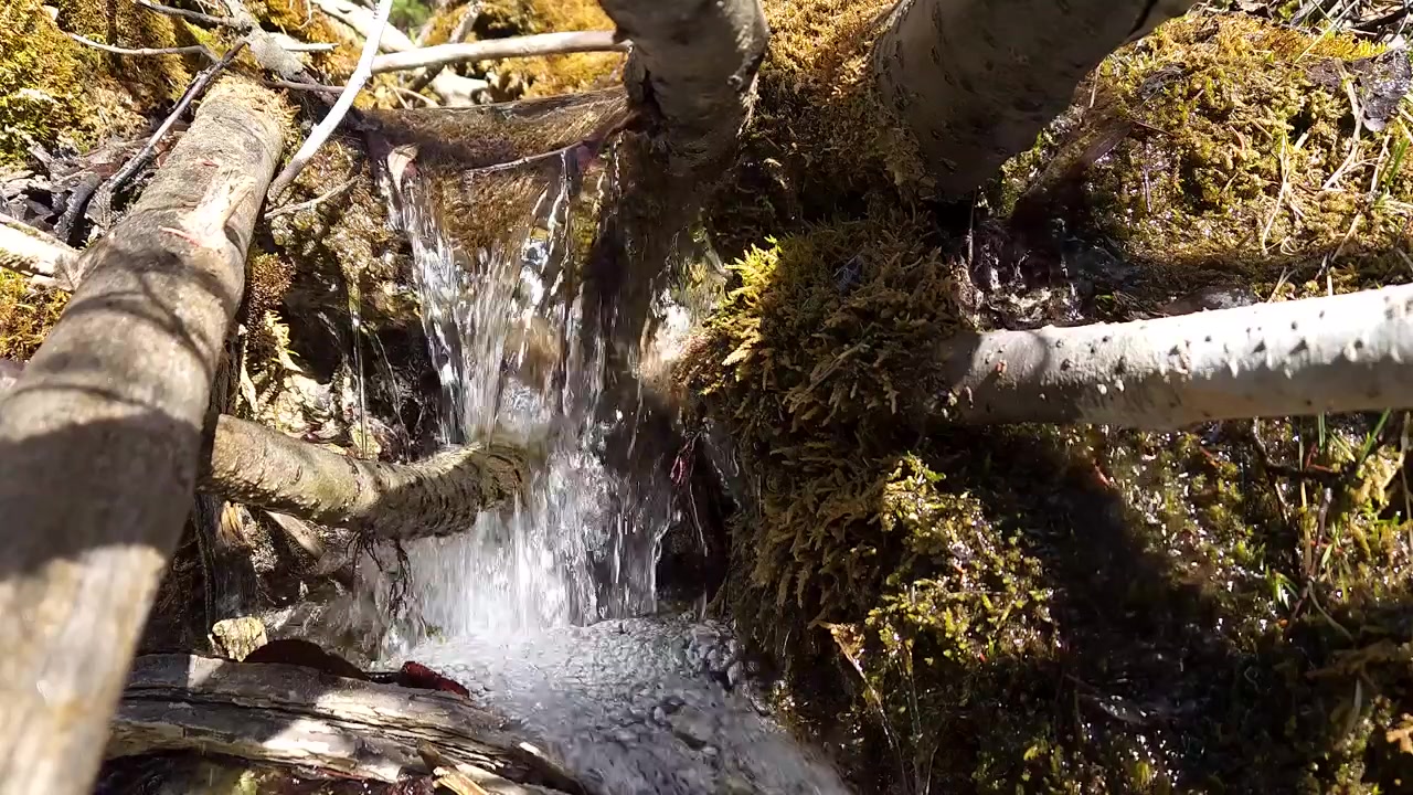 Close-up view of clear freshwater flowing from a natural spring through moss-covered vegetation and fallen branches in a forest environment. Natural water movement and clean water resource concept.
