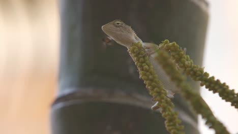 a lizard is annoyed with a bee that is flying around him