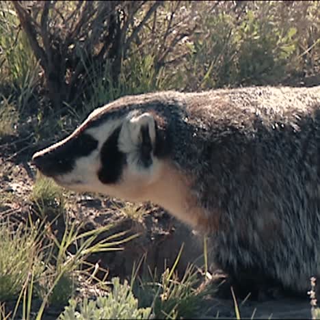 American-Badgers-(Taxidea-Taxus)-At-Yellowstone-National-Park-B-Roll