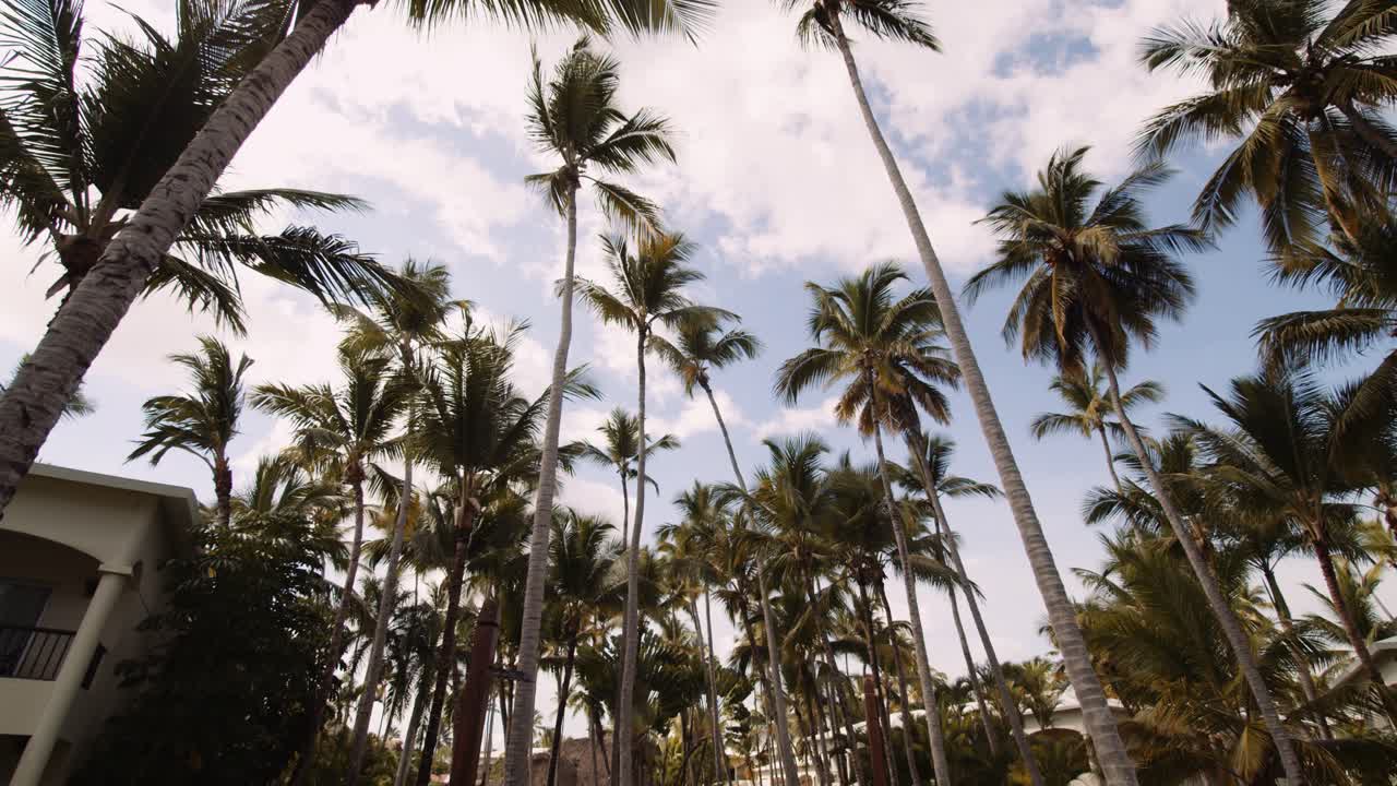 Palm trees against blue sky - tropical vibes at Caribbean resort; slowmo