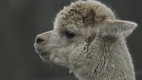 Alpaca-Animal-Masticando-Perfil-Lateral-Domesticado-Primer-Plano-Aislado-Cámara-Lenta