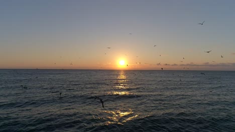 video of a calm ocean horizon with the sun setting in the center and many birds flying in the scene