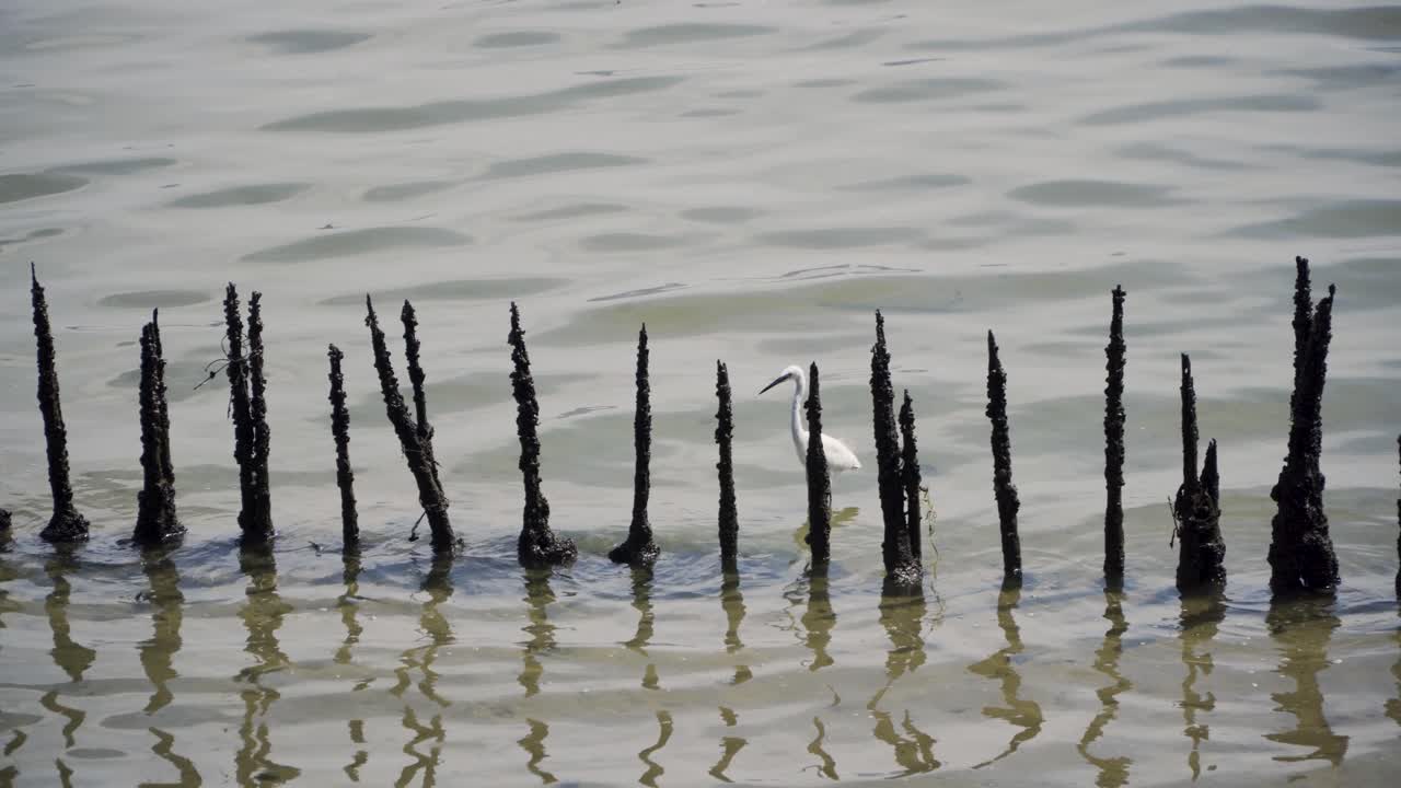싱가포르 순게이 불로 습지 보호구역의 맹그로브 늪에서 헤엄치는 백로