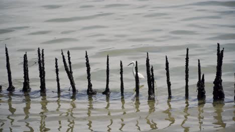 egret wading in the mangrove swamp in sungei buloh wetland reserve in singapore