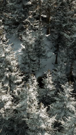 snow covered trees in winter forest