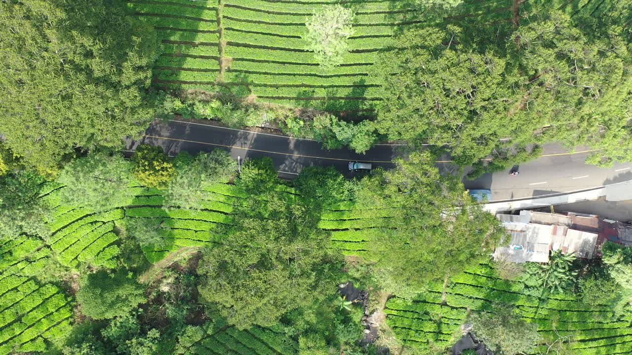 Aerial View of a Tea Plantation