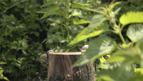 Große-Gartenschnecke,-Die-Auf-Einem-Baumstumpf-Klettert---Schwenken