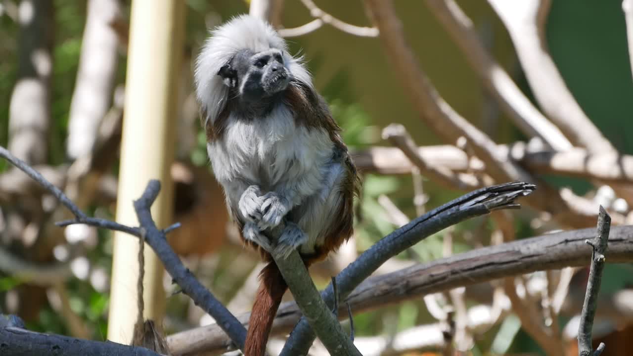Tree Monkey in the Zoo Zoomed in