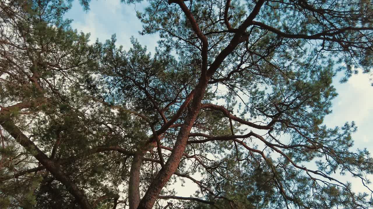 глядя на вершины деревьев, ветви сосновых деревьев