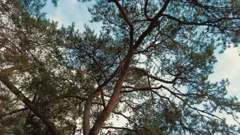 looking up to tree top branches of pine tree