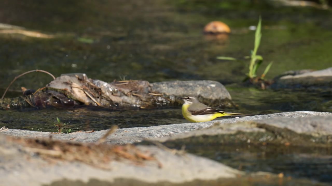 Ballerina gialla (Motacilla cinerea) cammina in un ruscello poco profondo nutrendosi di invertebrati acquatici tra cui alghe, mosche adulte, effimere, molluschi - primo piano.