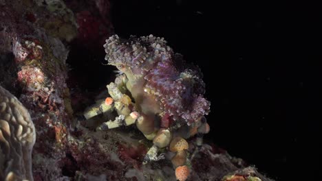 sponge decorator crab close up at night on tropical coral reef