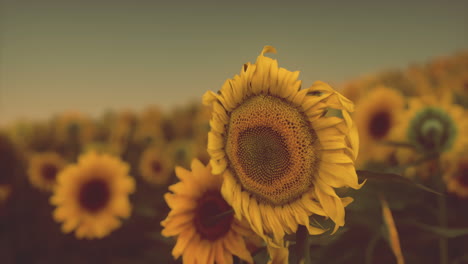 field with yellow sunflowers at sunset in summer.