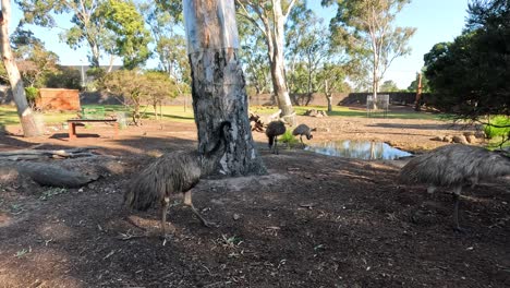 emus walking around their enclosure