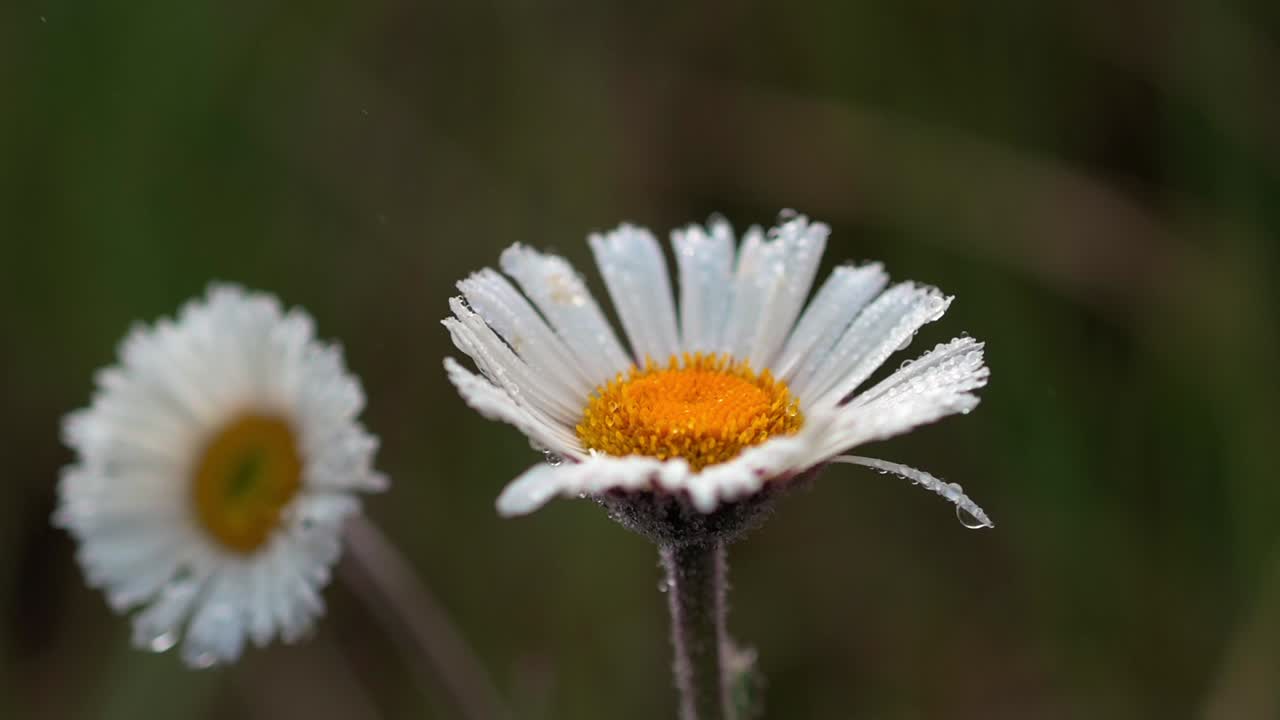 A close-up of a daisy flower with blurred background, capturing natural beauty in Itatiaia, Brazil