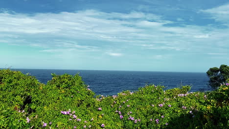 purple wild flowers during breeze day by the rippling ocean of clovelly beach in australia