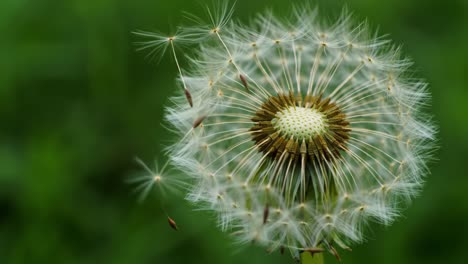 a beautiful close-up of a dandelion puffball in various stages of seed dispersal against a lush green background, capturing nature's delicate beauty and the cycle of life