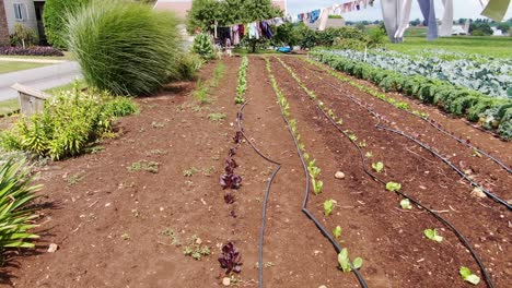 filas de lechuga de hoja roja y verde de cosecha propia que crecen en el jardín amish, secado de ropa en el tendedero, lancaster, pennsylvania