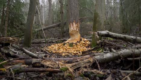 tree trunk chiseled by a beaver, damaged log - pull out wide shot