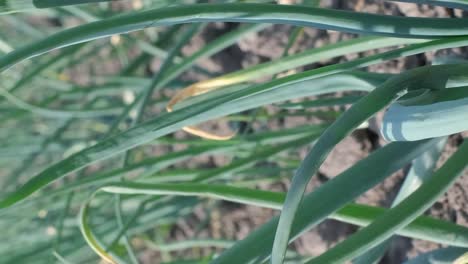 green onion plant in spring young green onions green onion plant in spring young green onions