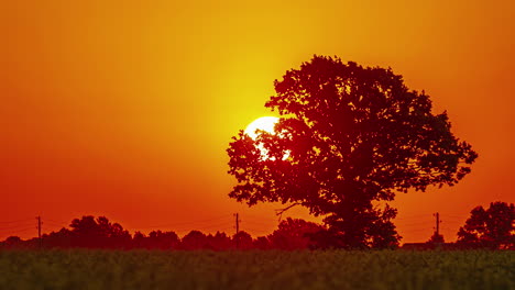 majestic tree silhouette at sunset