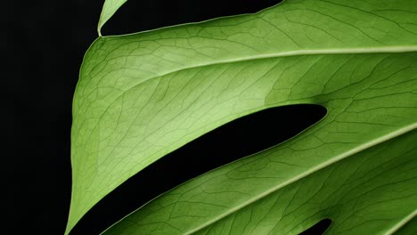 Macro-Shot-Of-Green-Monstera-deliciosa-Against-Black-Background