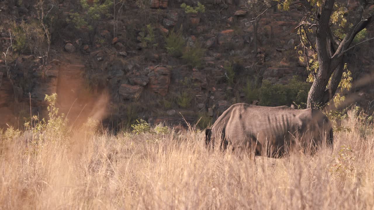 rinoceronte blanco pastando en hierba de sabana larga en sudáfrica