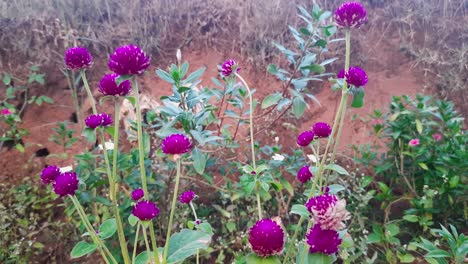 Slow-zoom-in-shot-of-purple-flowers-swaying-in-wind