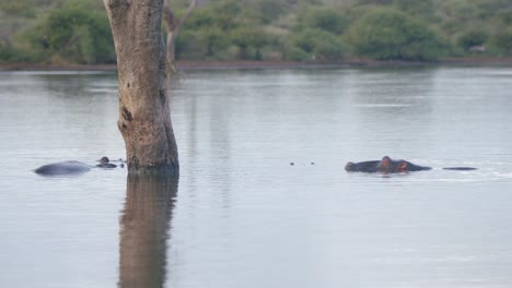 animales en hábitat natural, hipopótamo nadando y relajándose en el agua del río, sudáfrica, parque nacional kruger, cámara lenta