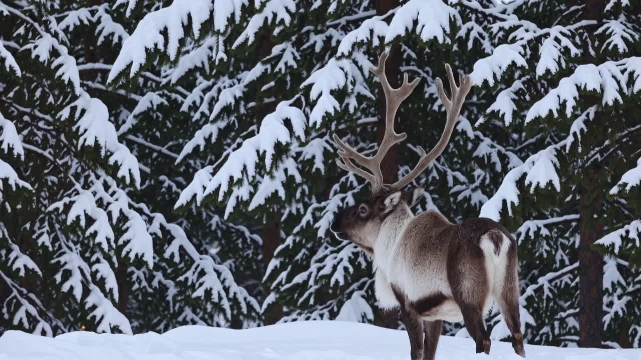 renos en un bosque nevado