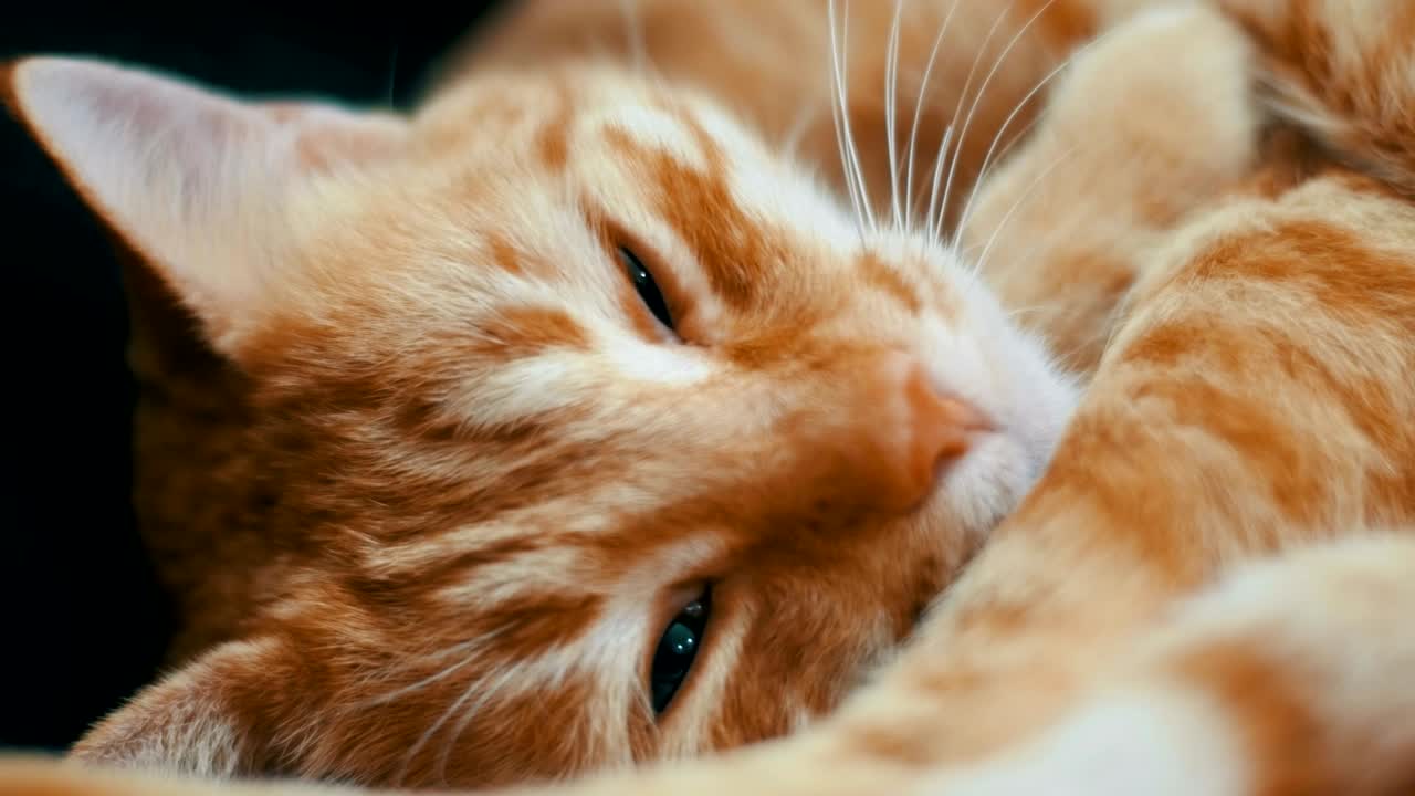 Woman Stroking a Red Cat Lying on the Couch