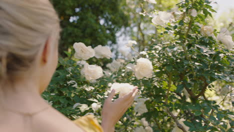 close up woman touching white roses with hand walking in beautiful rose garden enjoying natural scent of flowers blooming