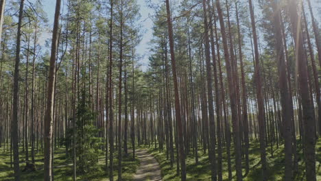 hermoso bosque