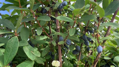 A-handheld-close-up-shot-of-a-dense-bush-loaded-with-plump,-ripe-haskap-berries,-ready-for-picking