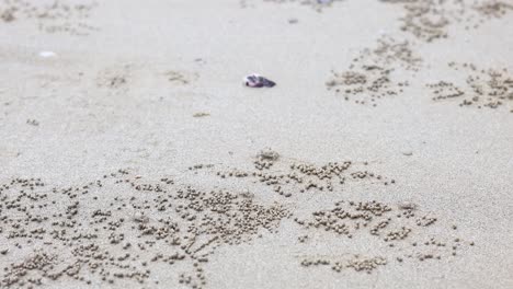 madrigueras de cangrejo de arena en la playa
