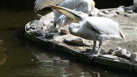 un pelícano tomando un descanso de agua en el zoológico