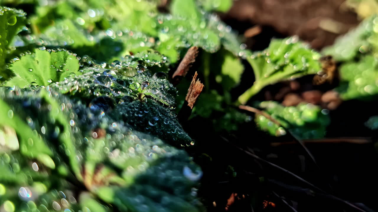 Close-up of dewy green leaves in garden soil after morning sunlight exposure