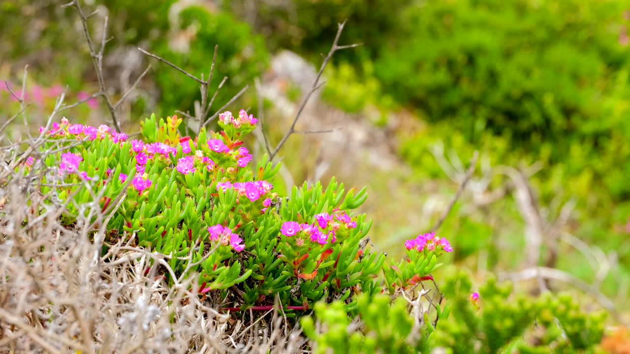 Sour fig groundcover succulent plant with pretty pink flowers in bloom on coast