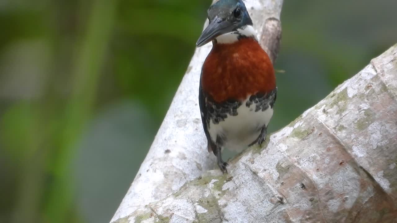 Wild bird on tree branch, close up view