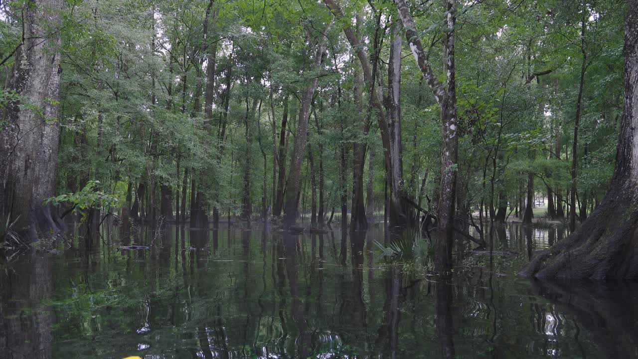 Still water reflects dense green cypress forest in a quiet woodland swamp after rainfall
