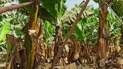 plantación de plátanos en la isla de tenerife en un día soleado