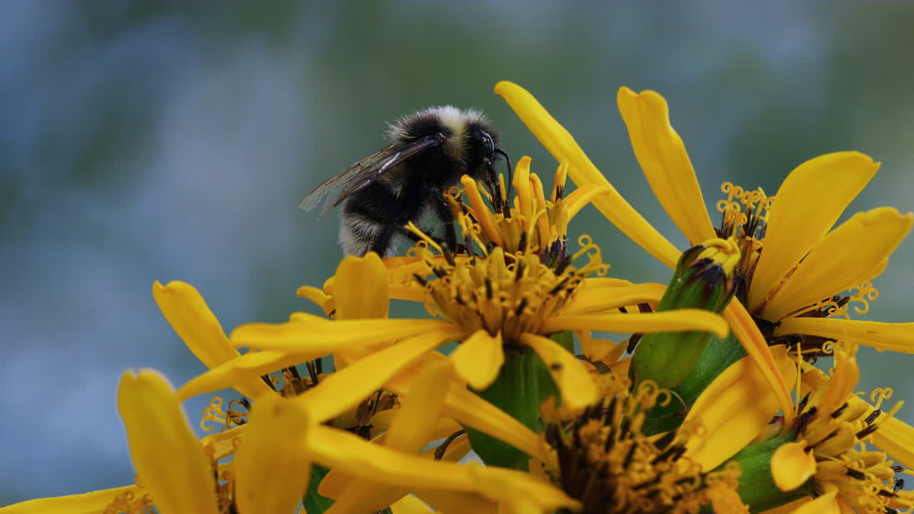 Hommel voedt zich met een bloem en bestuift, macro close-up