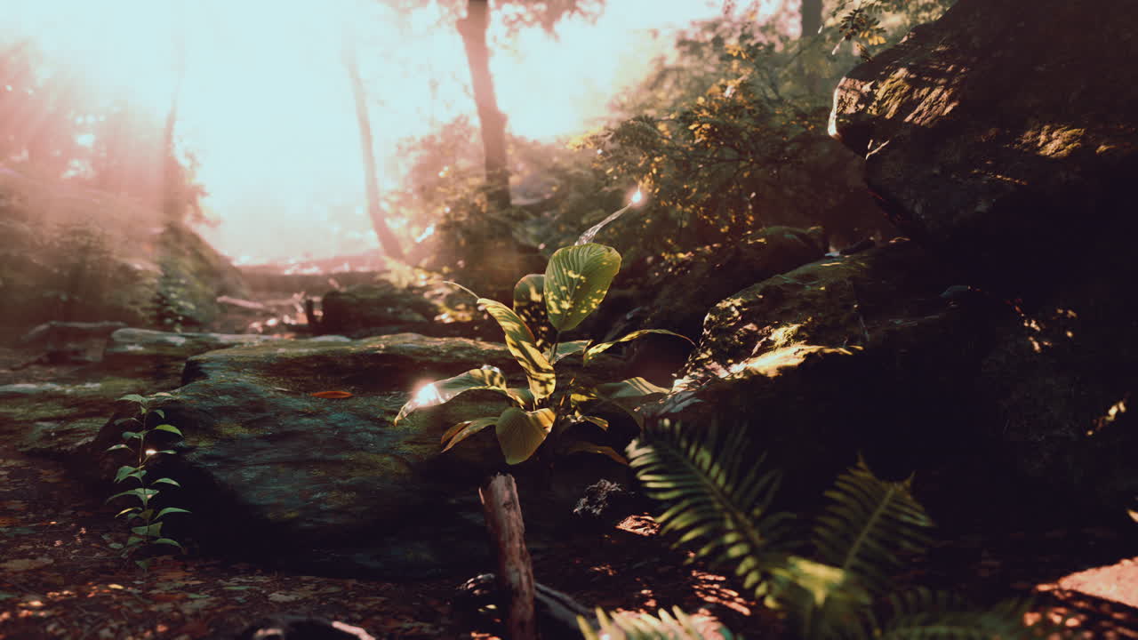 나무 를 가로질러 빛 이 아지는 평화로운 숲 장면